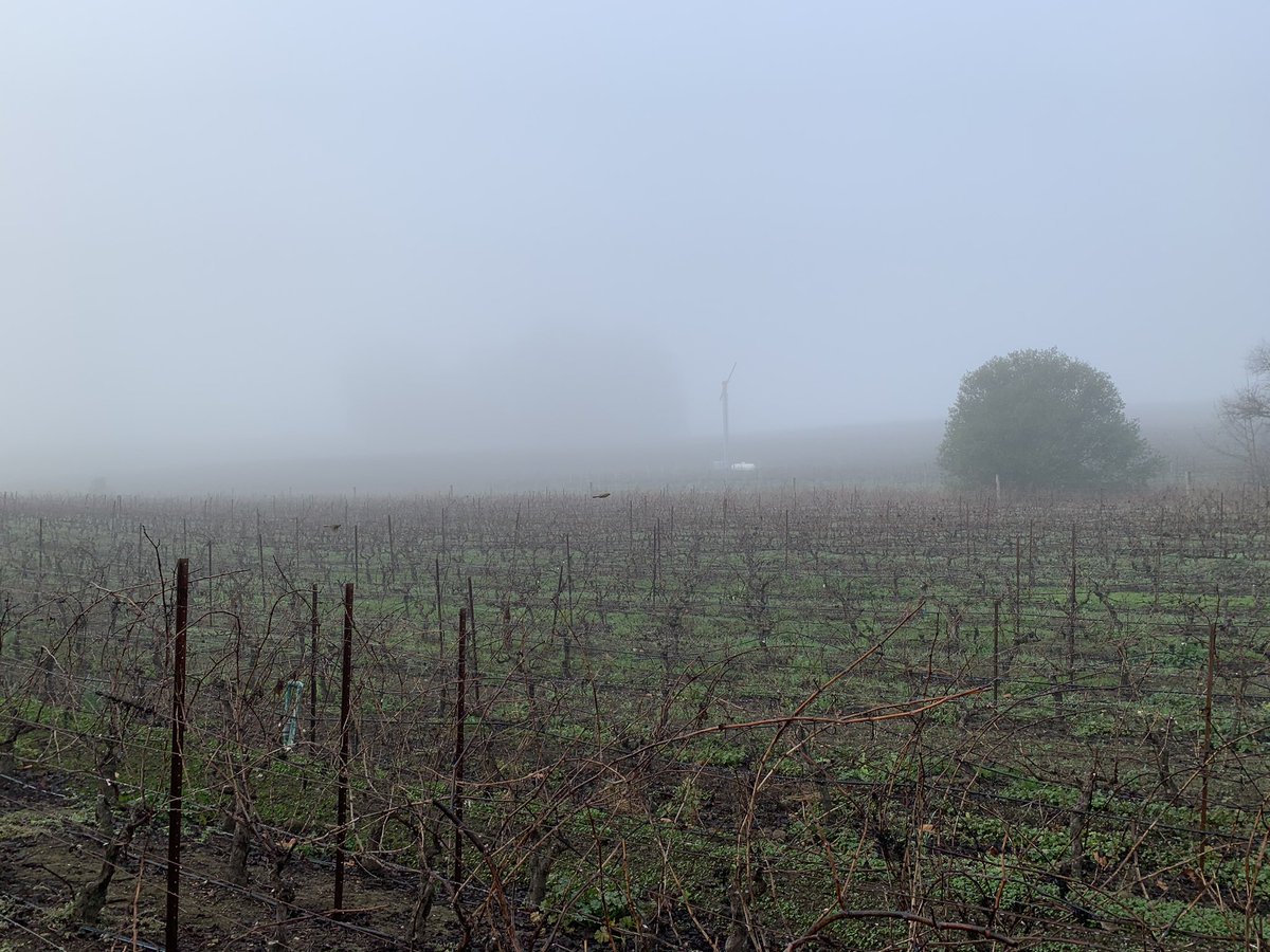 Hanging out in a bowl of soupy fog this AM.

Happy almost Friday! 

🍷😊