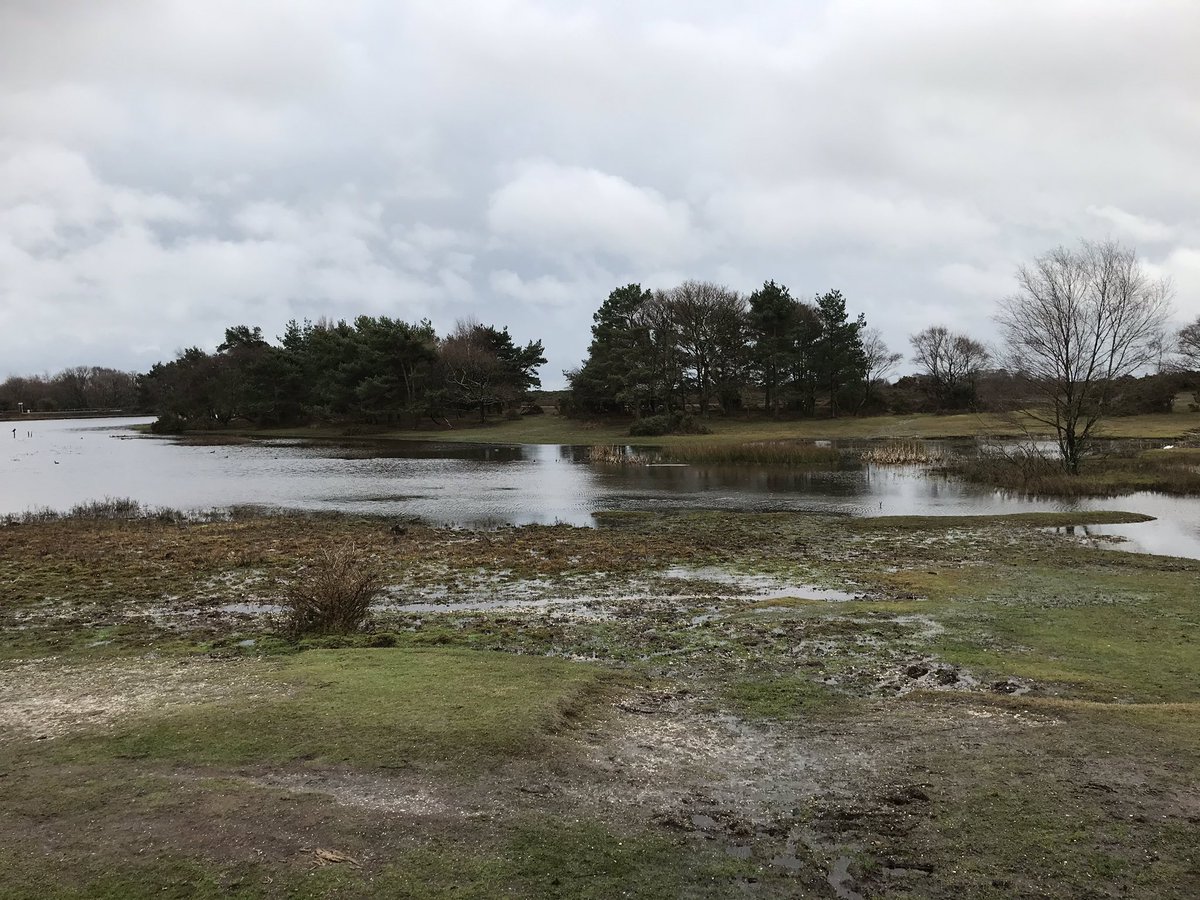 Nice to see Hatchet Pond as it should be today - as a haven for wildlife - Little Egret, Teal, Cormorant all happily on the water rather than paddleboarders, rubber dinghys & inflatable flamingos 🦩 #natural #wildlife #NewForest