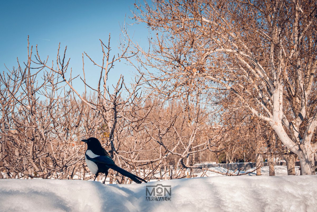 clep00's tweet photo. Madrid

 #nevada  #madrid #madridnieve 
@MADRID #Filomena #Filomenamadrid #deshielo #Filomenatemporal https://t.co/MYNRvGEqSx