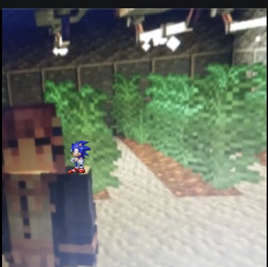 Plantação de maconha mal sucedida no Minecraft O. X IN bi MD dp