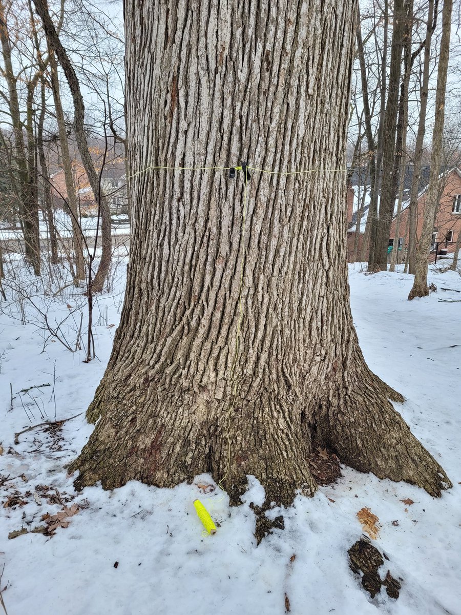 DarrellBierman's tweet photo. Too many long-term believers are still saplings. (Col. 2:6-7) https://t.co/g1U3RmLNRU