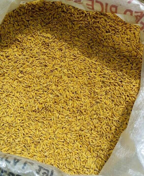htsfarms's tweet photo. We have different varieties of certified rice seeds that will yield a rich harvest - both for upland, rain/irrigation, lowland, shallow swamp planting.
Visit our site or send a DM to start planting now.
#htsfarms Nigeria Farmers' Market #riceseed #lagos #rice #Farmers #abuja https://t.co/2gdyF3AUNb