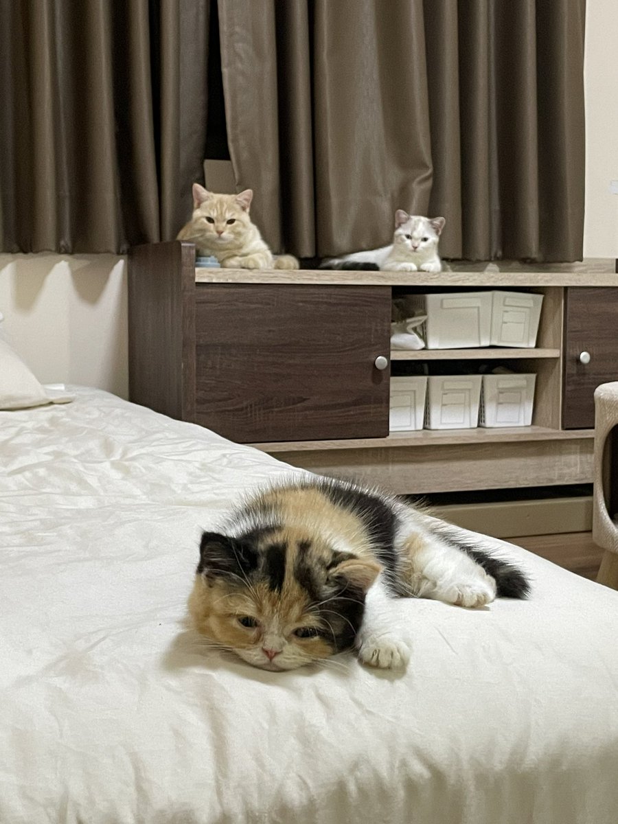 ฝันดีฮะ