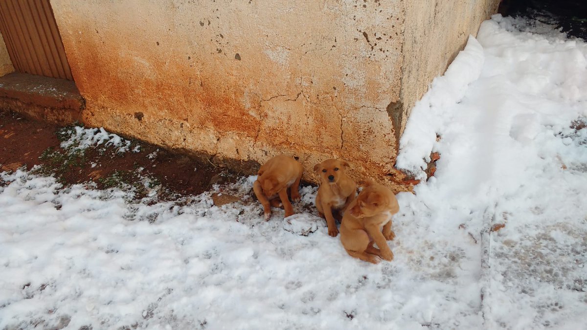 Estos cachorritos de podenco buscan un familia que los acoja, quedan 5, rescatamos a su madre y estaba embarazada y no podemos hacernos cargo de todos, un rt me ayudaría a difundirlo muchas gracias 634 850210
