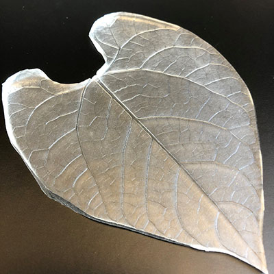 PhytobiomesJ's tweet photo. How might the roughness of a leaf surface help or hinder microorganisms as they strive to attach to and survive in the leaf surface environment? This is a question that Johan Leveau and collaborators explored in a recent Phytobiomes article. https://t.co/ea5MNIEKbf https://t.co/EfCBsAMZ2x