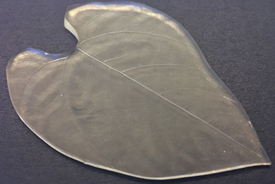 PhytobiomesJ's tweet photo. How might the roughness of a leaf surface help or hinder microorganisms as they strive to attach to and survive in the leaf surface environment? This is a question that Johan Leveau and collaborators explored in a recent Phytobiomes article. https://t.co/ea5MNIEKbf https://t.co/EfCBsAMZ2x