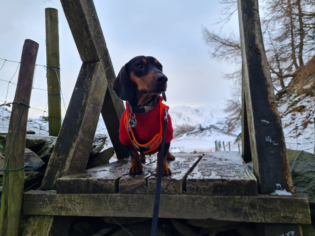 AdamCB2020's tweet photo. 📍Castle Crag (circular walk)
🐕 Dougie The Explorer AKA Dachshund (loves the Fell's)
Posing away half way on this Wainwright walk! Absolute explorer and loves the ❄! Walked 5.5 miles that day...
#dachshund #sausagedog #dogexplorer #wainwrights #lakedistrict #hikers #hike https://t.co/cuL0dVMEO3