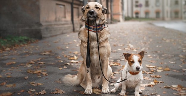 Judy Goldberg tweet media