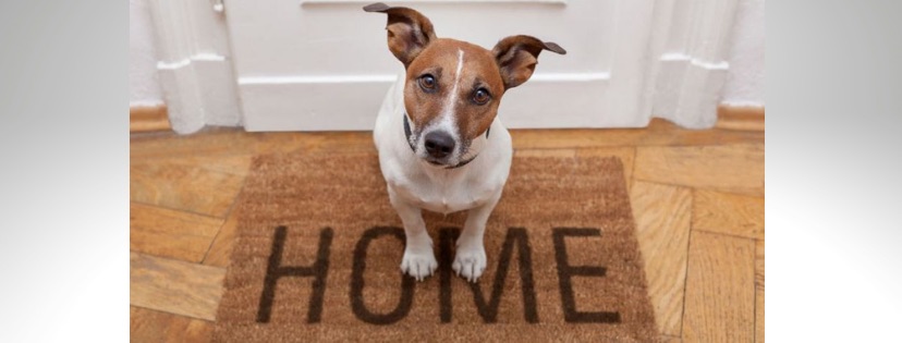 therescueshow's tweet photo. 💥 CAN YOU SPARE SOME POUNDS FOR LOST PUPS? 💥 

Only 24hrs &amp; £104 left to help @DoglostUK get a thermal drone up and searching for lost dogs. 

Let's get them out of the cold, out of danger and back home where they belong! 👇👇

https://t.co/IwJSfca6KJ 

#lostdog
#dogsoftwitter https://t.co/gk5ntRtSEU