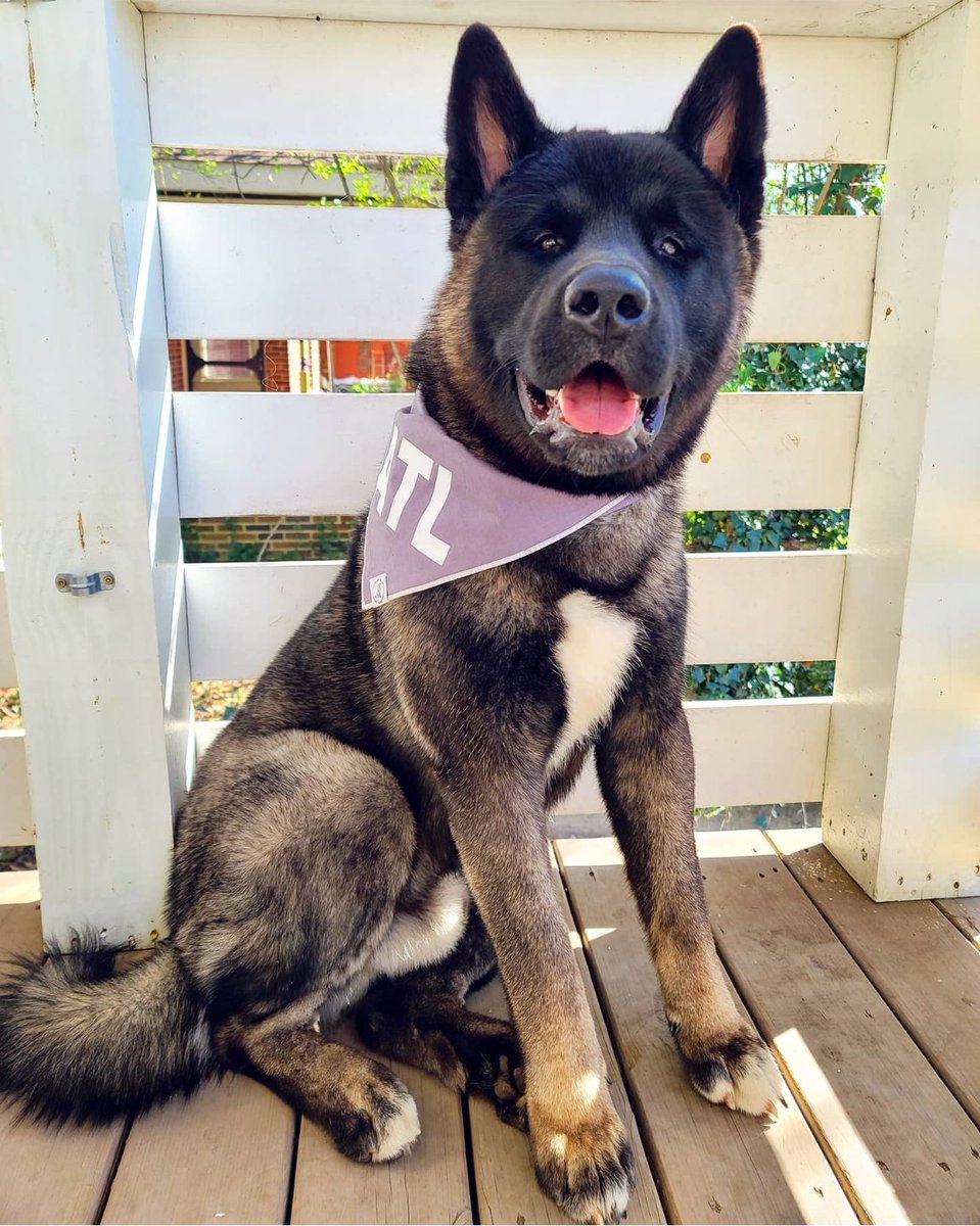 atlantapetlife's tweet photo. Happy Throwback Thursday!! Here's a little #TBT cuteness for your feed.♥️
🐶 Atlas
#atlantapetlife #dogist #atlpets #furendly #atlantapets #atlantadogs #dogfeature #pupsofig #puppiesofinsta #instapup #weratedogs #dailybarker #bestwoof #dogfeatures #topdogphoto #dailydog https://t.co/1gNWCYcLTZ