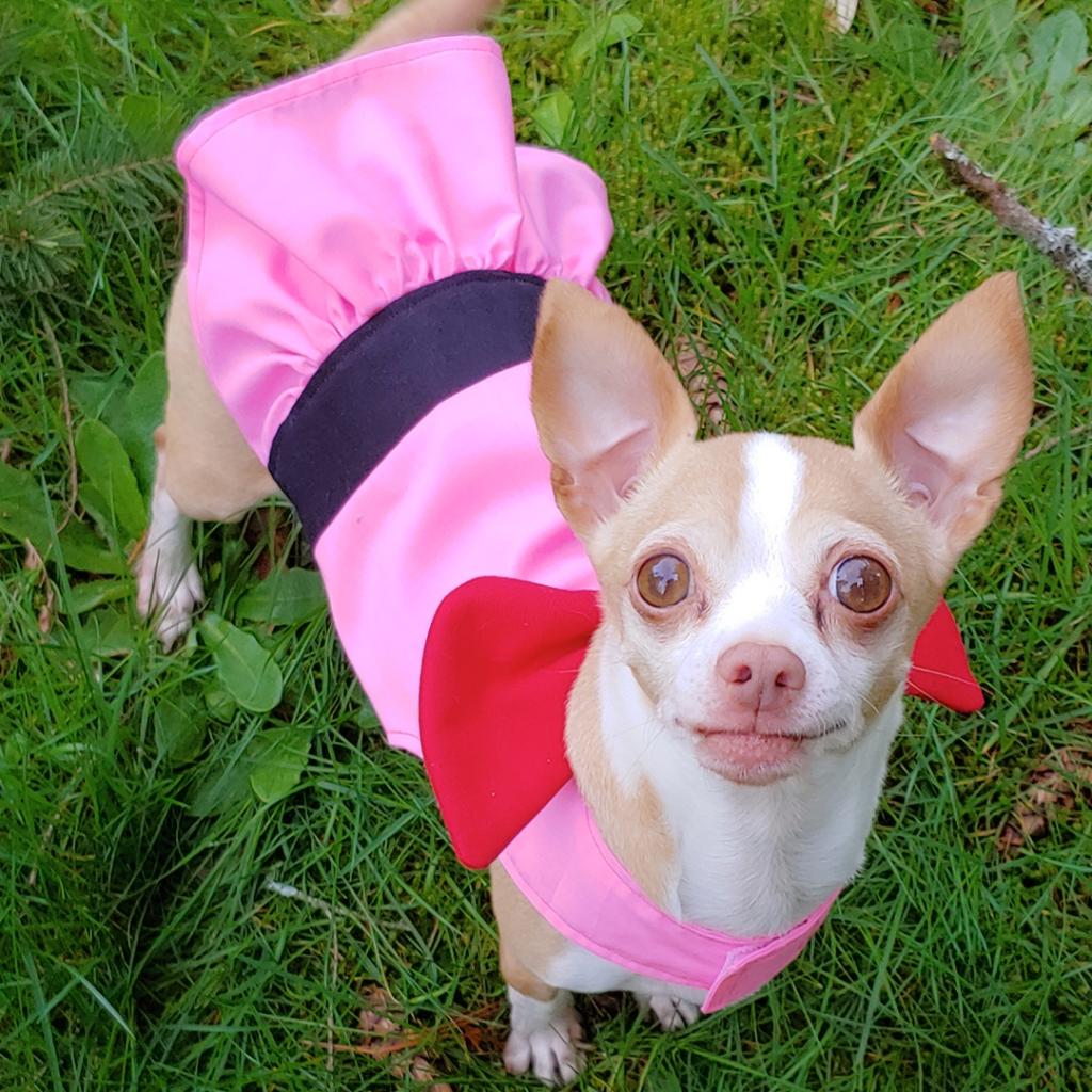 cartoonnetwork's tweet photo. Puppies in costumes for your timeline ✨💖🐶 Which one is your fav? #DressUpYourPetDay #CartoonNetwork #chihuahuas #petcostumes #stevenuniverse #adventuretime #powerpuffgirls⁣
⁣
📷: sproutpups/Instagram https://t.co/v2HOfCt2e2