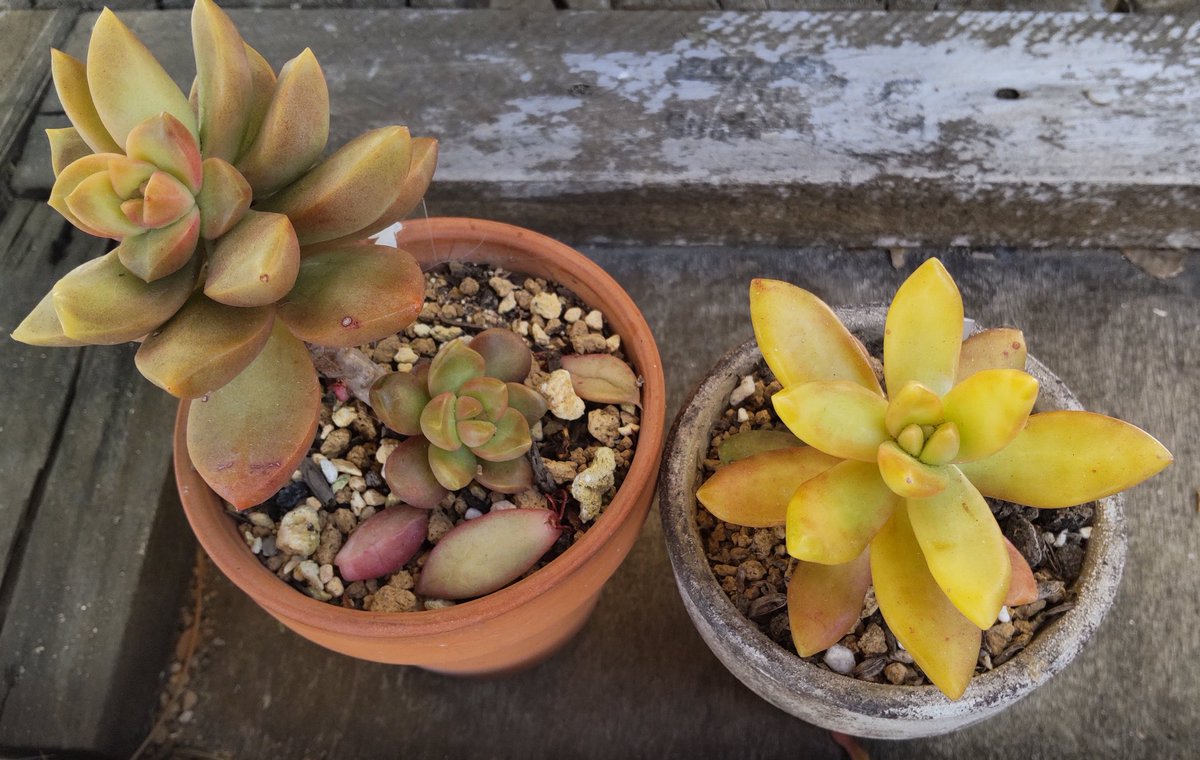 Minneko ダイソーの謎エケベリア 名前何なんだろう 2つともオウレイって事なんだけど かたちが違うなぁ 多肉植物 百均多肉