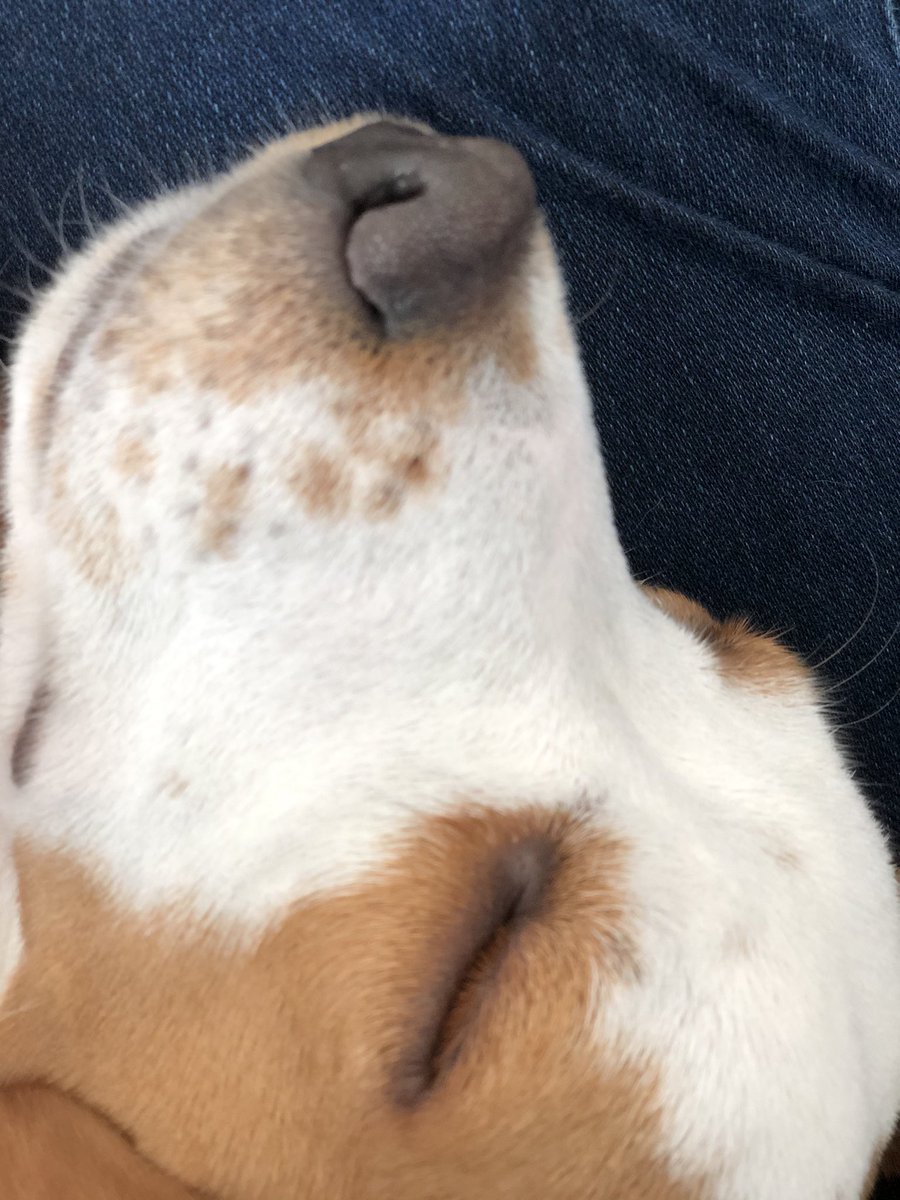 ぶーちゃんママ 気持ち良さそうに寝てるよ ビーグル犬 レモンホワイト 犬のいる暮らし 犬好きさんとつながりたい