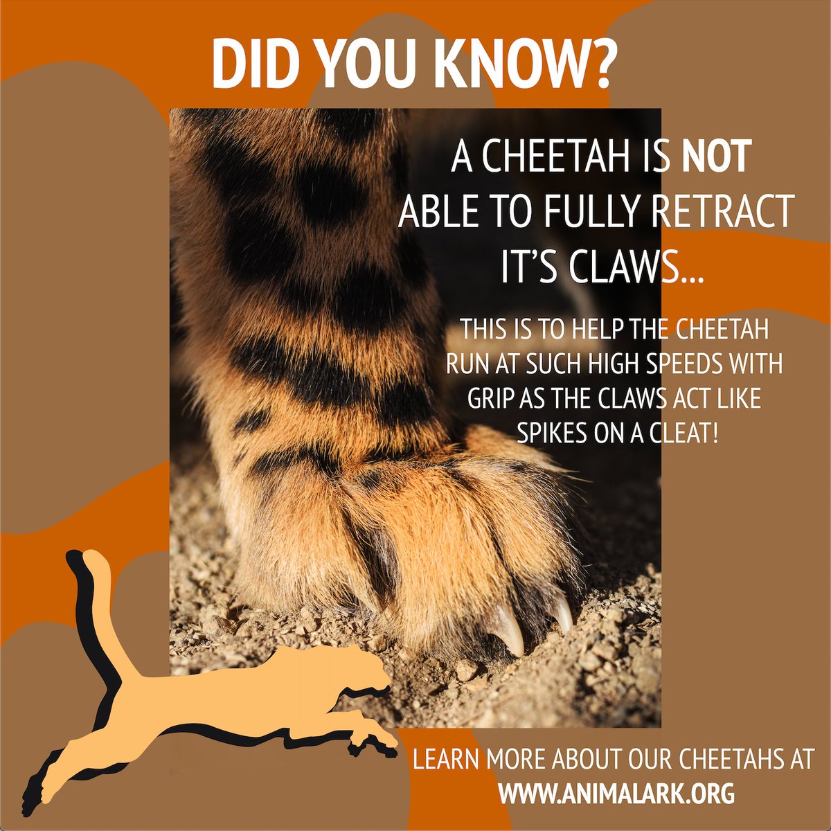 Did you know...? Come meet our cheetahs cubs Amani, Tambo and Jabari this weekend for Wild Winter Weekends! We will be open THIS WEEKEND, Saturday and Sunday from 11-3pm #animalarkreno