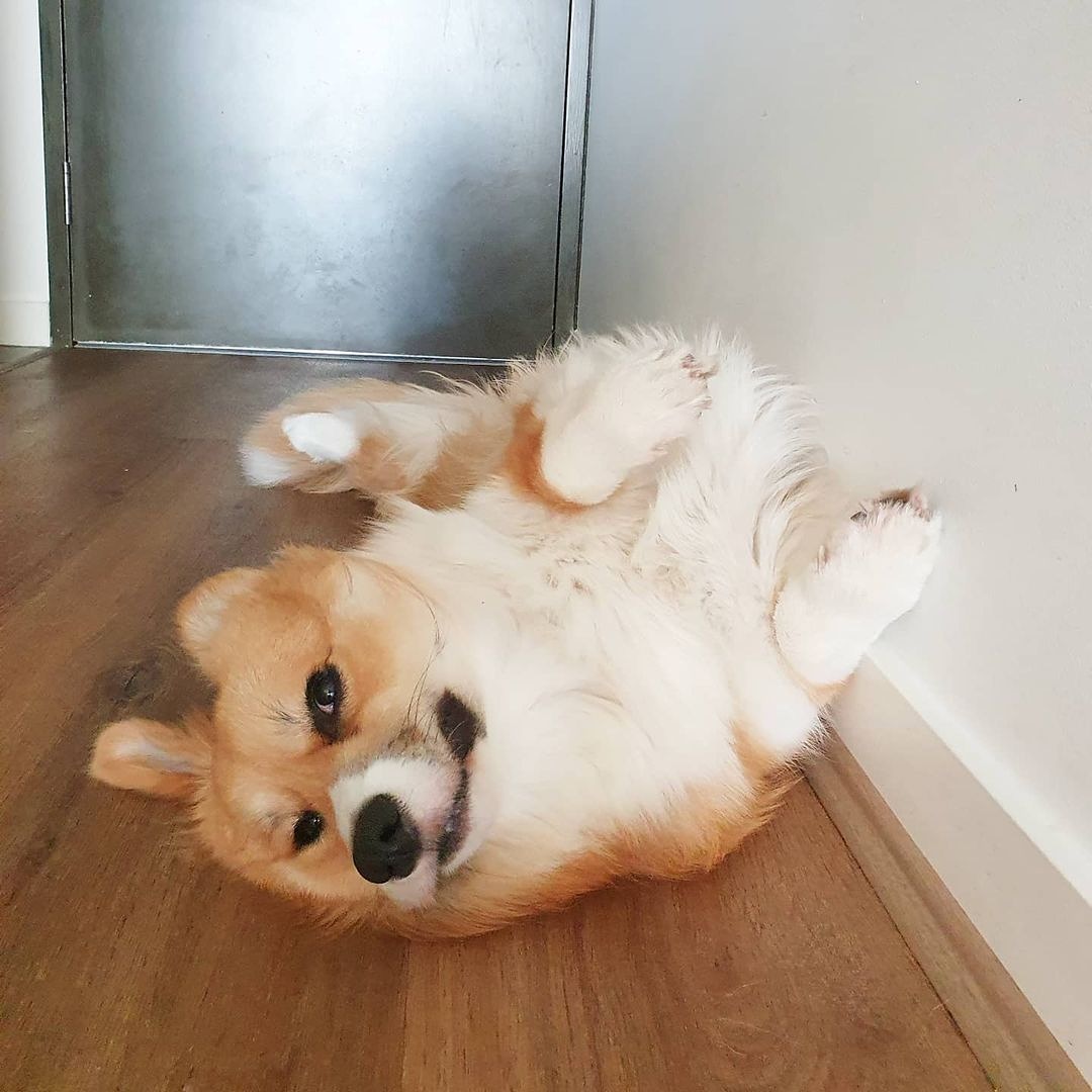 CorgiParents's tweet image. Uh yeah, I&apos;m fine. Don&apos;t mind me 😅😂
#tumblethursday

(Photo @hello_mellow_corgi)