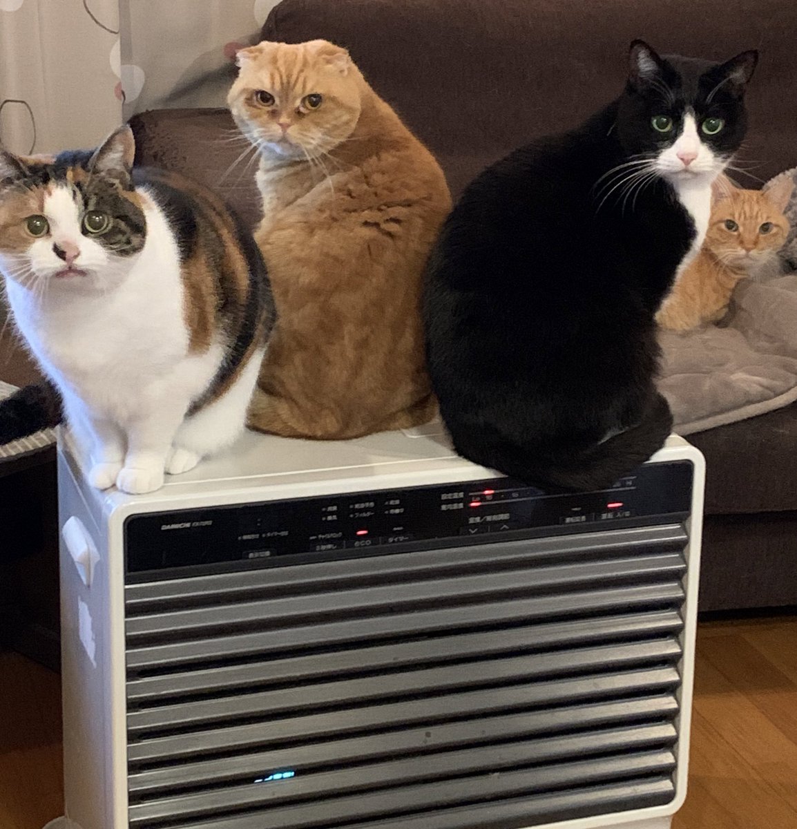 _transam's tweet image. ストーブの正しい使い方
カモ?
#スコティッシュフォールド #猫のいる暮らし #猫好きさんと繋がりたい #猫写真