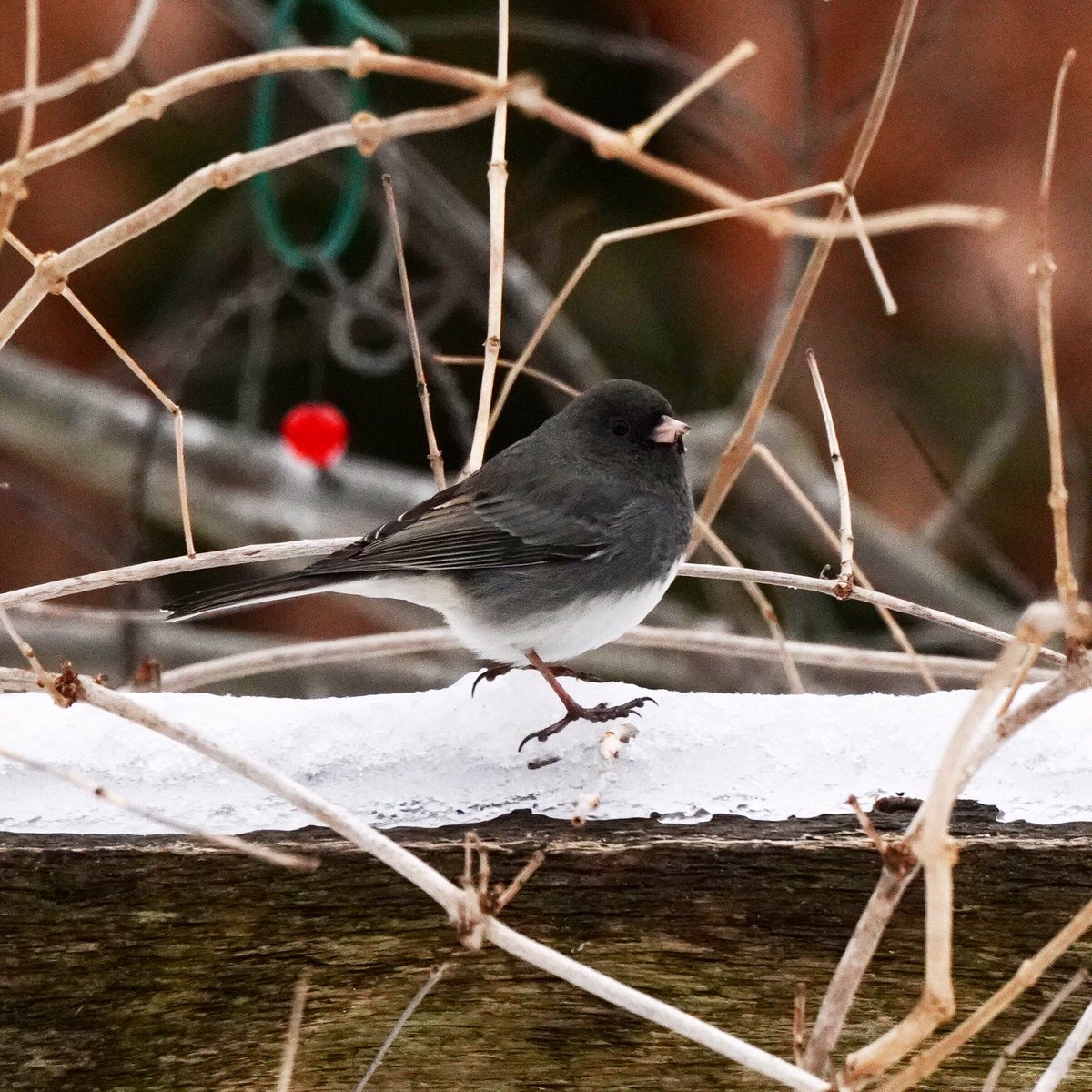 If there’s one thing that’s certain, it’s that Juncos are snowbirds!
#snow #bird #birdwatching #photo #photographer #photography #nature #NaturePhotography #birds #birding #wildlife #photooftheday