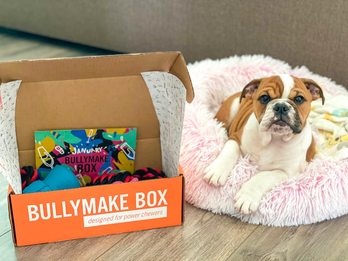 SamanthaIntihar's tweet photo. Look what came in the mail today!! Our first @bullymake box! Yay! #bullymake #englishbulldog #bulldog #ilovemybulldog #bullymakebox https://t.co/mrk7cREnOx