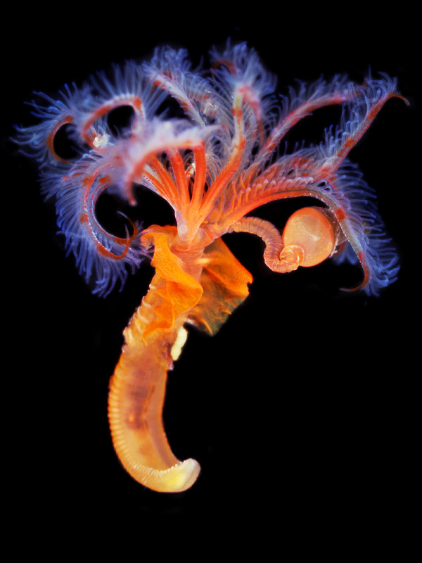 Welcome to the first edition of #wormrates. All worms are good boys, but are they good boys, really good boys, or really really good boys. Pls rate this worm. Quiz options in next tweet.
(Pic of Serpulid fanworm by Alexander Semenov)
