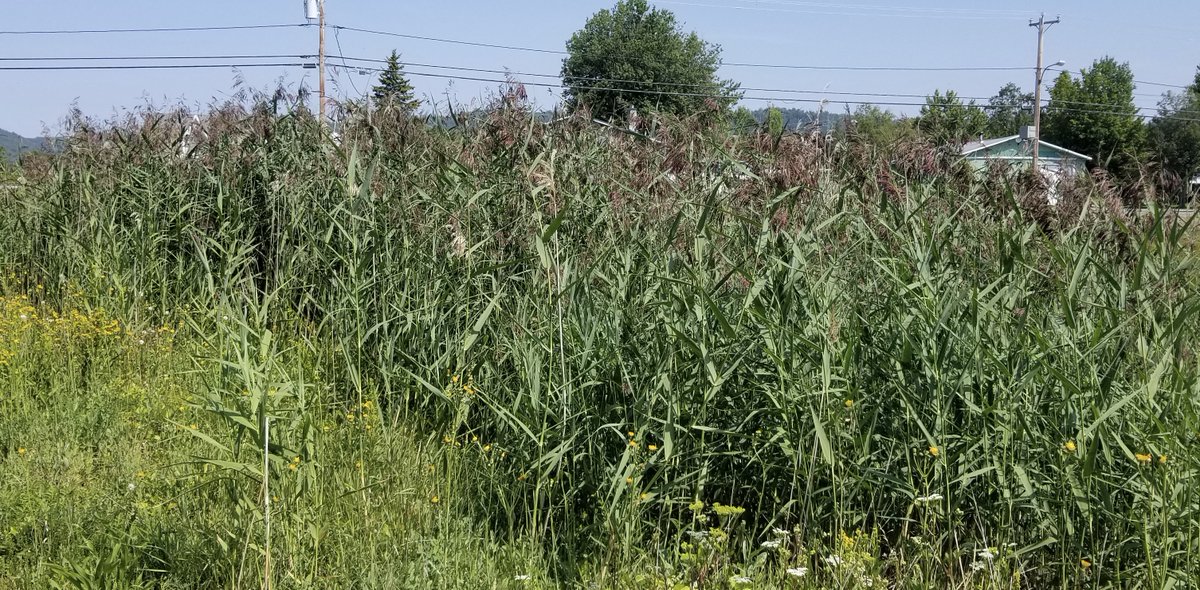 Nous venons de compléter un projet visant à éliminer 3 colonies de roseau commun exotique (Phragmites australis australis) dans la Baie-des-Chaleurs à Newport, Bonaventure et Saint-Omer. Merci à nos partenaires: #FondsdactionSaintLaurent #FondationfauneQC 
bit.ly/3qrQsyB