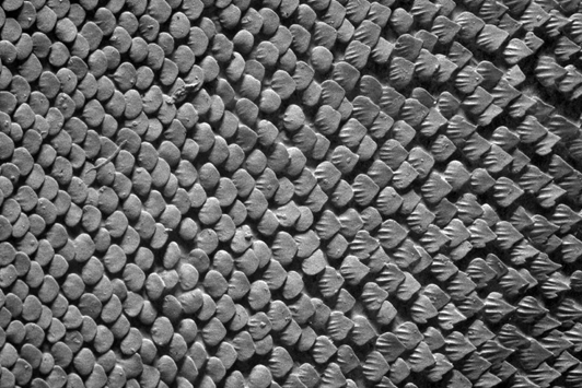 georgelauder's tweet photo. #Shark skin #denticles are remarkably diverse, but the external skin between gill slits shows a new pattern. @molly_gabler shows a dramatic transition in denticle shape within a few mm in her #SICB2021 talk. #fishsci #sharks #SharkScience @SICB_DCB_DVM https://t.co/sSh3ttms0e