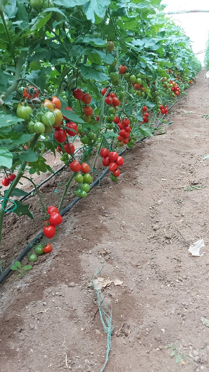fbbatak's tweet photo. Sebzede kota mı olur? İnternet mi bu ? Bu saçmalıktan vazgeçilsin #sebzeyekotaüretimibitirir https://t.co/nSp7Yv5z3o