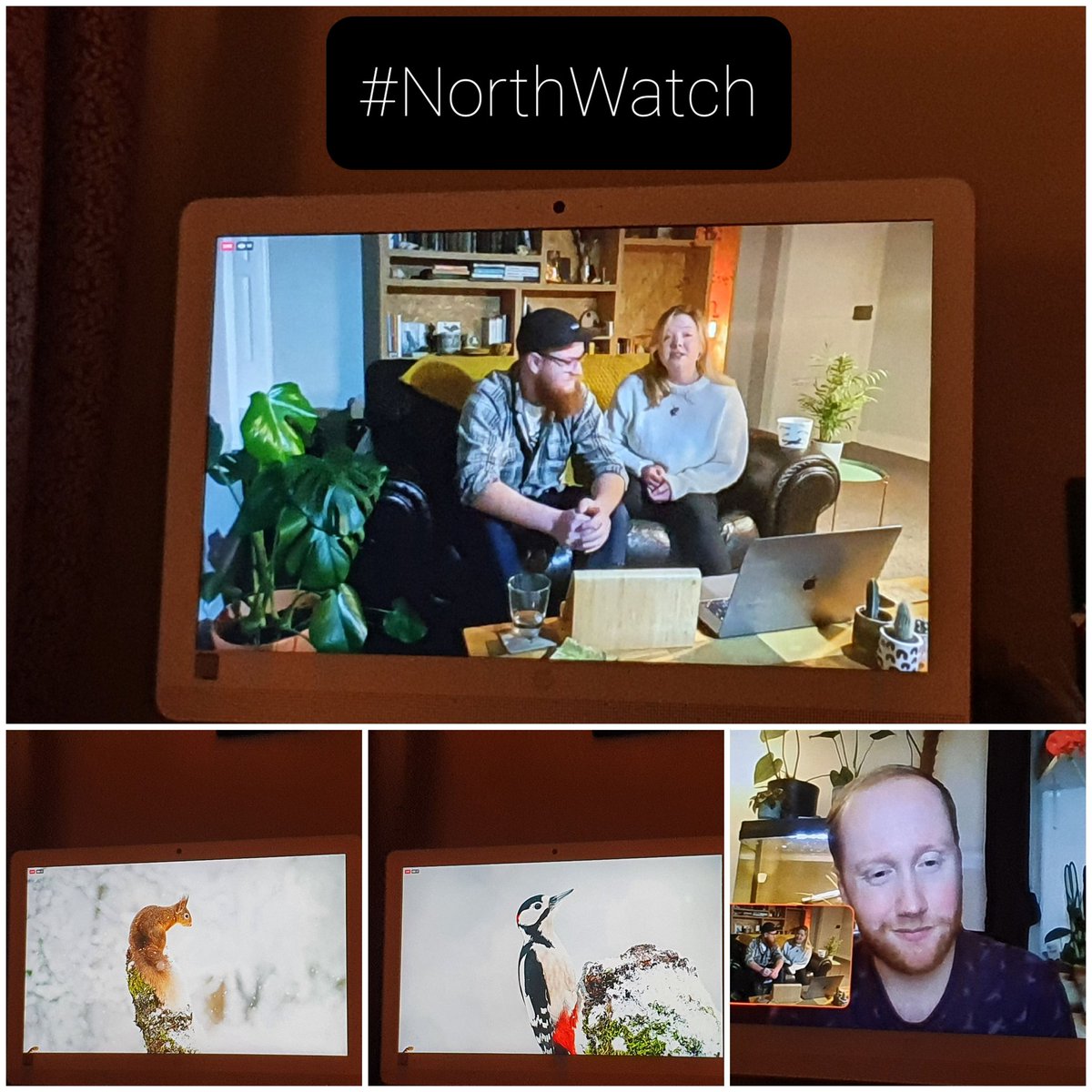 SharonEnv1's tweet photo. Lovely to see our pals @WildIntrigue livestreaming #NorthWatch tonight with guest @CommonByNature - great show with brilliant videos, updates, #wildwinterwonders and good chat! Look forward to the next episode - thank you! . πππ³πΎπΎπ #nature #winter #wildlife #rewildingpeople https://t.co/0cRFFkBzpK