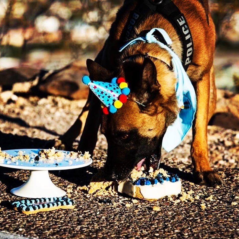 tucsonpolicek9's tweet photo. Checkout this Birthday Boy! Please join Tucson Police K9 in wishing K9 Bosco a happy 5th birthday!!  🚓🐕🎂🐾

Special thanks to Dogs N Donuts for the cake!

@TpdLoki @ofc_pedersen @TPDK9Tango @TPDK9Helio @K9Oni https://t.co/i2BHtZngIi
