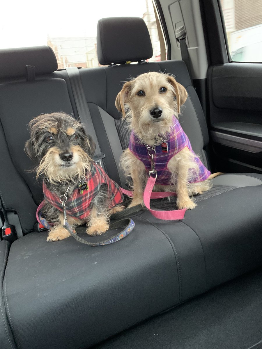 CHubberstey's tweet photo. These two. My little rescues from Texas. Now Canadians. https://t.co/PN1jyq4t77