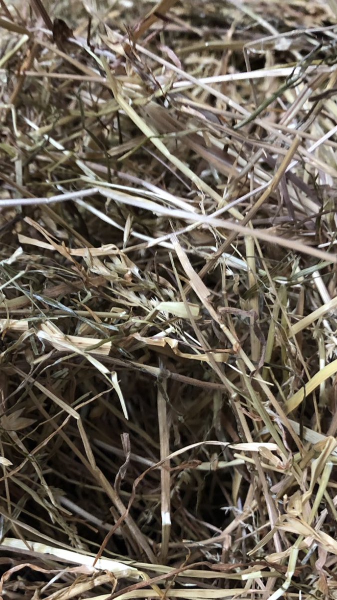 Maplehurst Farm tweet media