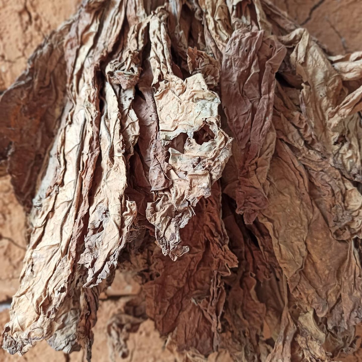 La compaginación del tabaco y la tierra🇨🇴.
#nature #tabaco #tobacco #tierra #naturaleza #paisajes #fotografia #aire #CIGARS