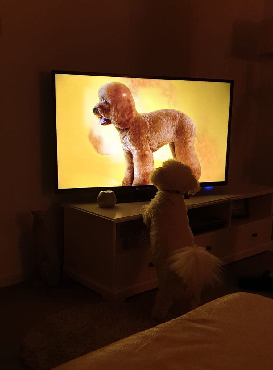 _discodown_'s tweet photo. Wee Murphy the Bischon checking out the competition on #poochperfect @Sheridansmith1 🐶💟 he can't wait for next week 🤣 https://t.co/qoXw02sVk5