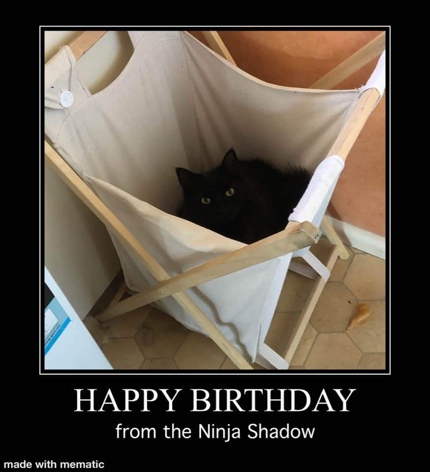 How do you celebrate your cat's birthday? | #cats #shorts #catlover -  YouTube