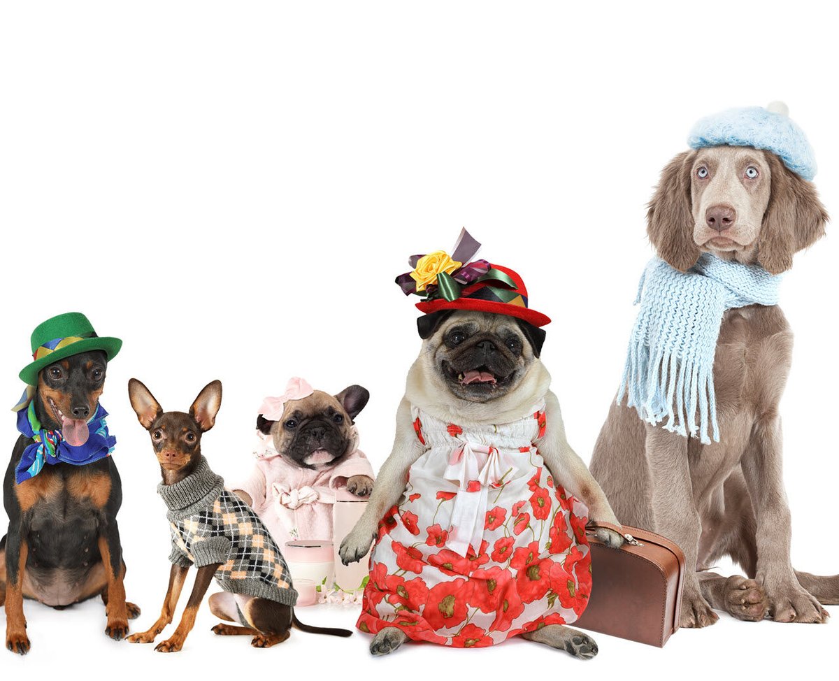It's National Dress Up Your Pet Day! Share pictures of your pets in a costume below…you know you have them! 😆