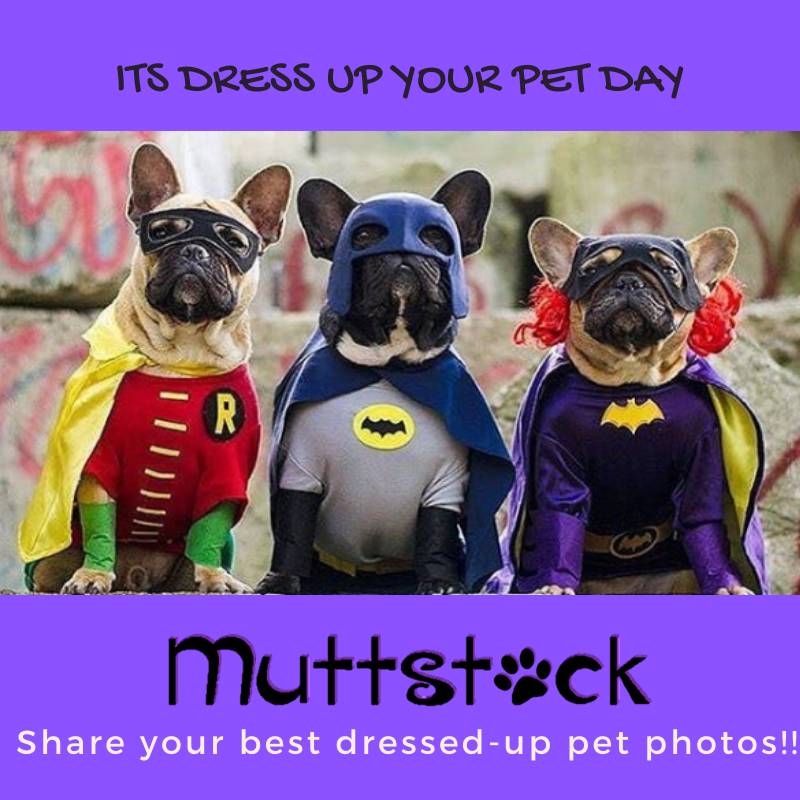 Muttstock tweet media