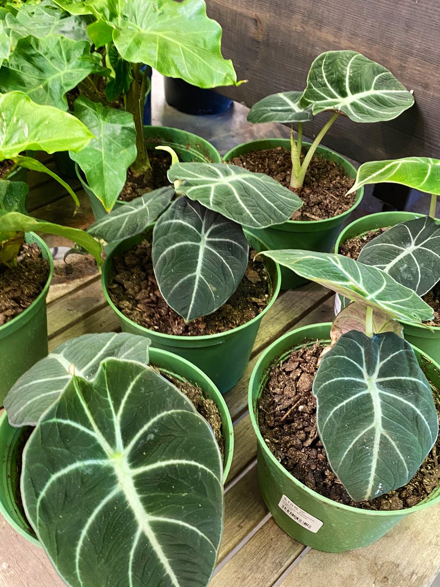 MossTimber's tweet photo. New arrivals in the shop. We got some large clumping Echeveria, a couple different kinds of Alocasia, and some purple passion vines, among many others! https://t.co/ZPmGfeEGap