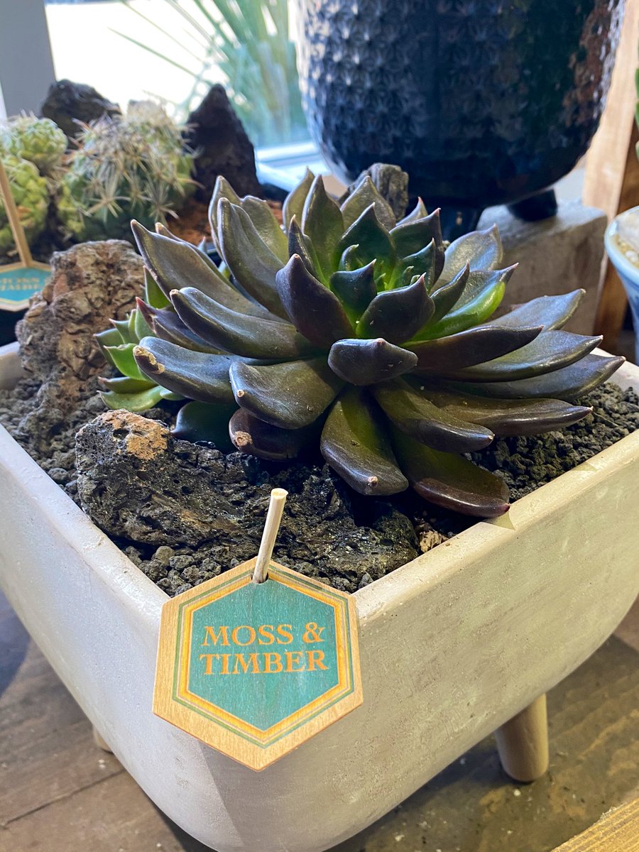 MossTimber's tweet photo. New arrivals in the shop. We got some large clumping Echeveria, a couple different kinds of Alocasia, and some purple passion vines, among many others! https://t.co/ZPmGfeEGap