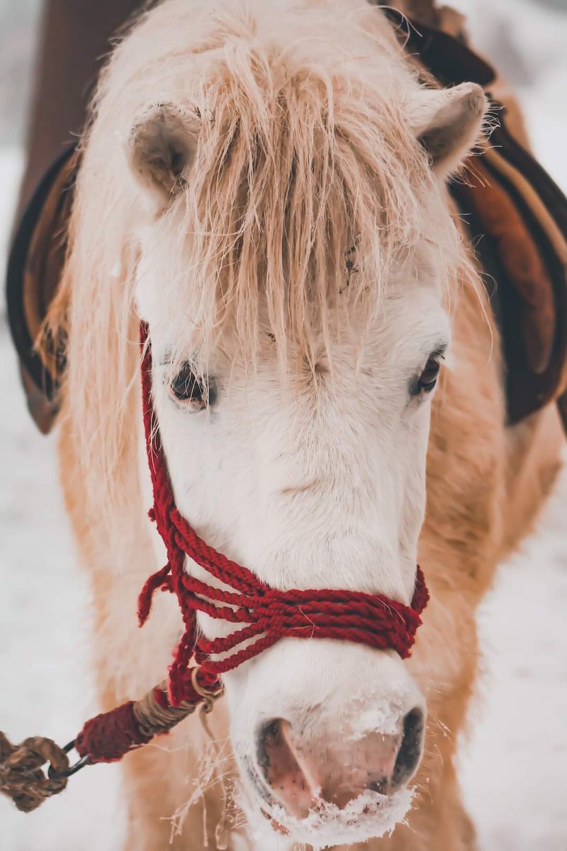 JusufRujanac's tweet photo. #horse #Horses #eye #eyes https://t.co/v85nhJWdQs