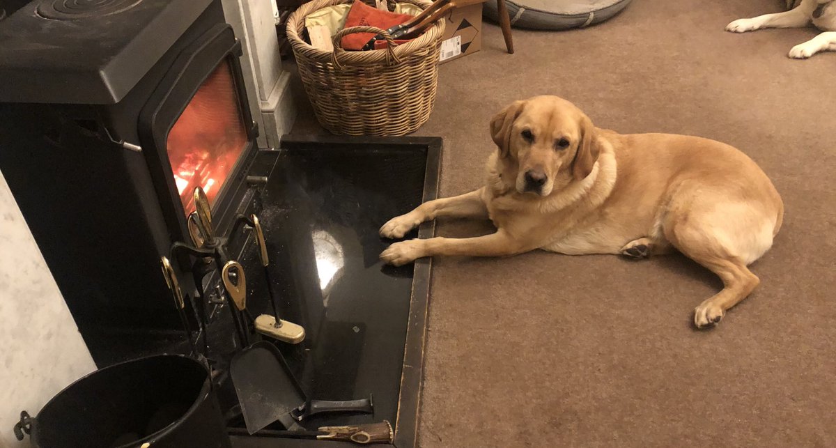 Mayne warming his paws! Us pups are missing the summer lockdown when the humans were always playing in the garden with us... I must say they are a bit boring these days! #guidedogsuk #guidedogsfortheblind #guidedogoffduty #beingthevicarseyes