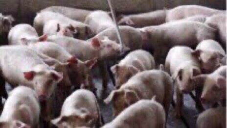 BeaudinJean's tweet photo. @AnnieTrudelmtl @BEIQc @SJB_CAQ @GGuilbaultCAQ Famille maudite Lafreniere https://t.co/NUTb0V642N