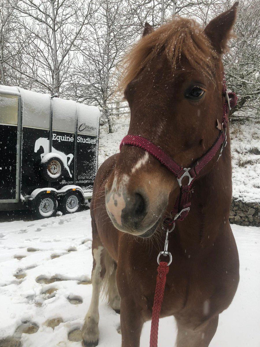 JHuxall's tweet photo. George enjoyed a little walk out in the snow today with Jess... lots of snow here today @cravencollege https://t.co/A5zzQRd2tI