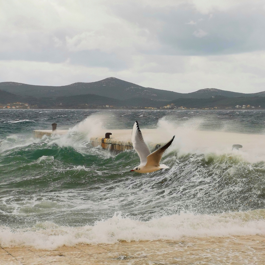 almayerhotel's tweet photo. [ ᴀʟᴍᴀʏᴇʀ ᴇxᴘᴇʀɪᴇɴᴄᴇ ]
“The gull sees farthest who flies highest.” - Richard Bach, Jonathan Livingston Seagull. 
Keep dreaming, keep living!

◈◈◈

#almayerhotel #almayer #Croatia #Zadar   @LikeZadar  @Zadar_Region @Croatia_hr @HrvatskaNaDlanu @Visit__Croatia https://t.co/qIaHuicJml