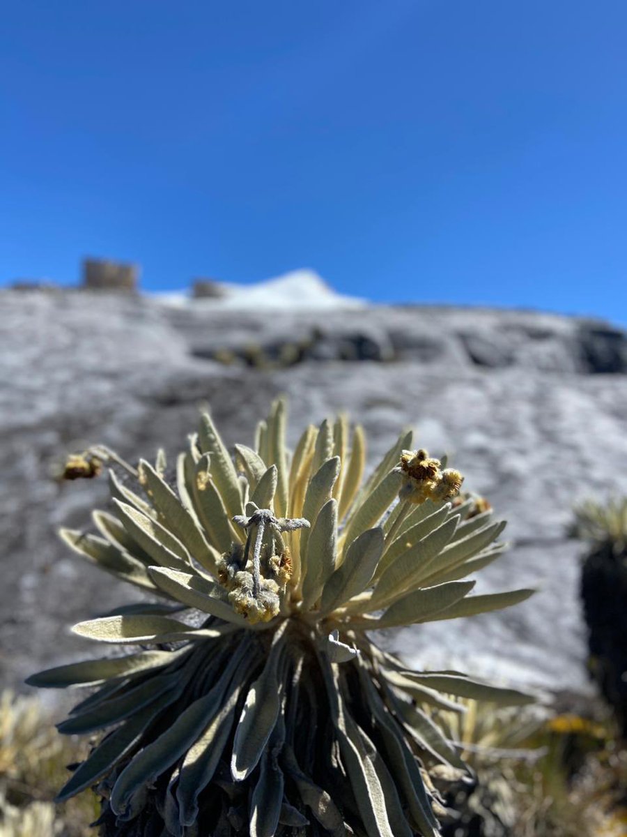 mambientalistac's tweet photo. Los frailejones son fuentes de agua, pero también refugio de algunas aves🐤💧 Según el @inst_humboldt, en Colombia hay registradas 88 de las 144 especies de frailejones conocidas🇨🇴🌎 ¡Es nuestra responsabilidad protegerlos! 💚
📸: @Tatiana8a #AmigaMAC https://t.co/6s4ype6vGb