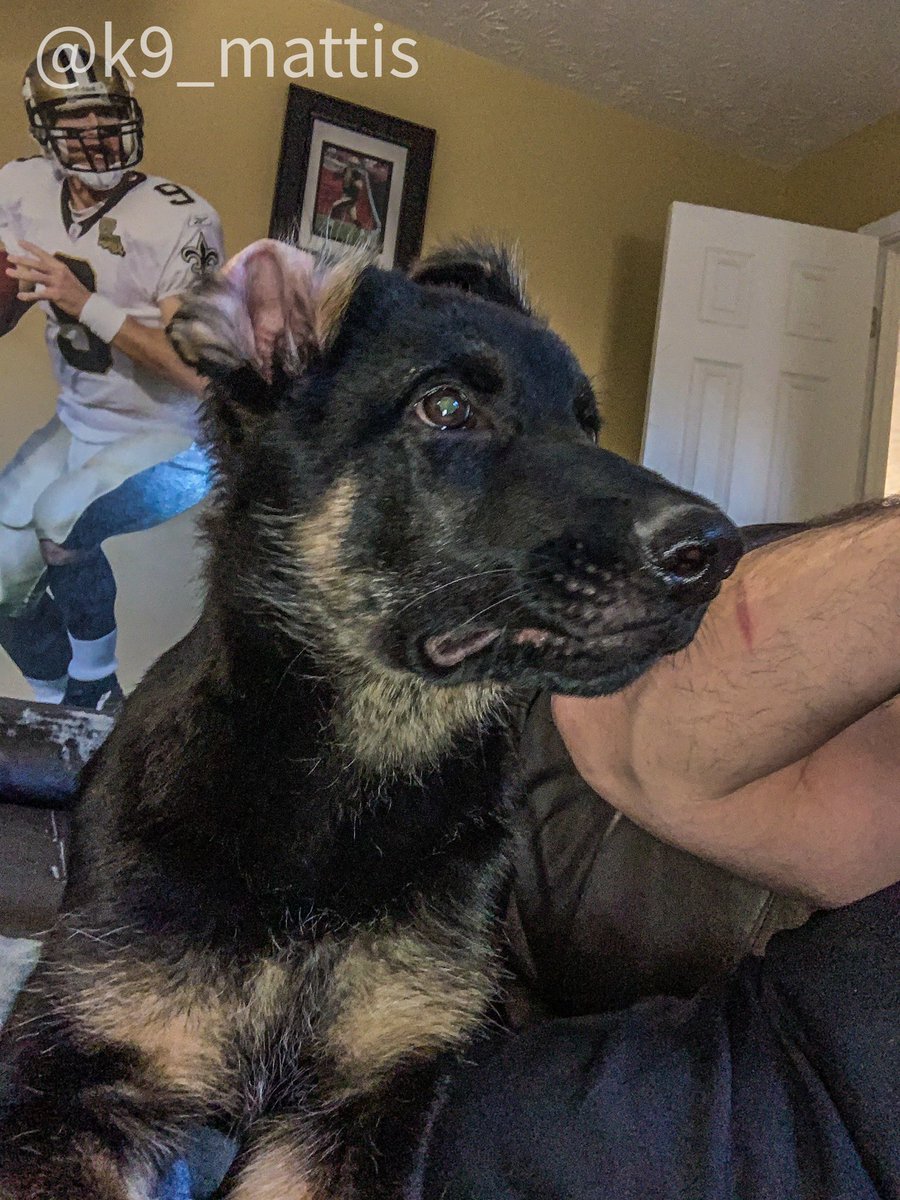 MarkandMattis's tweet photo. Quit messing with my ears! https://t.co/JdQGjrs1g0
