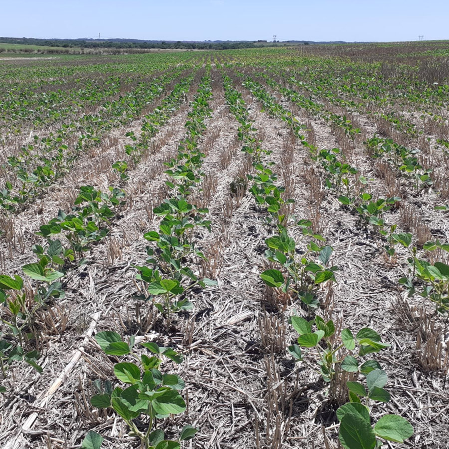 agromil_ltda's tweet photo. #Soja bien implantada 👏 con #Rizoderma en 📍Ruta 24, Paraje Bellaco, Río Negro. 👥 Con @mnolla y @RizobacterU
#RizodermaSoja https://t.co/Nd5vUN4tz6
