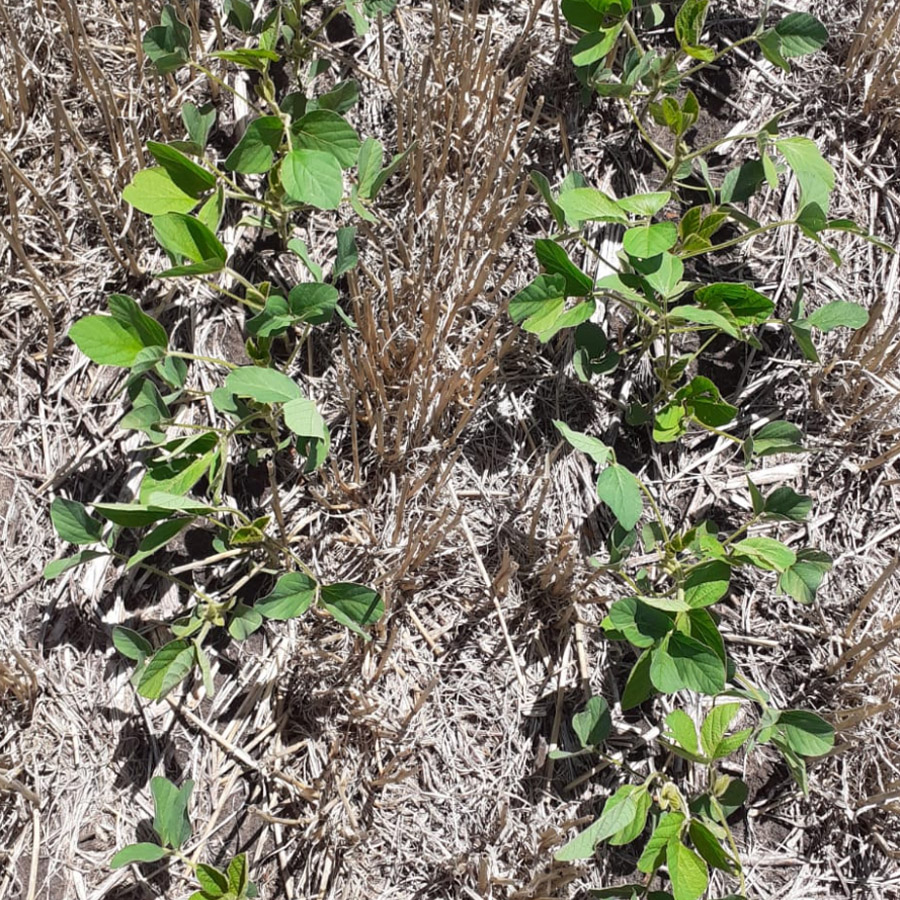 agromil_ltda's tweet photo. #Soja bien implantada 👏 con #Rizoderma en 📍Ruta 24, Paraje Bellaco, Río Negro. 👥 Con @mnolla y @RizobacterU
#RizodermaSoja https://t.co/Nd5vUN4tz6