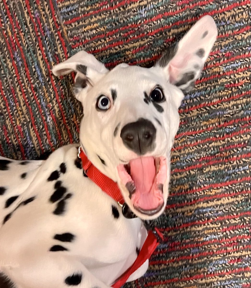 Got a quick visit in with Piper today!