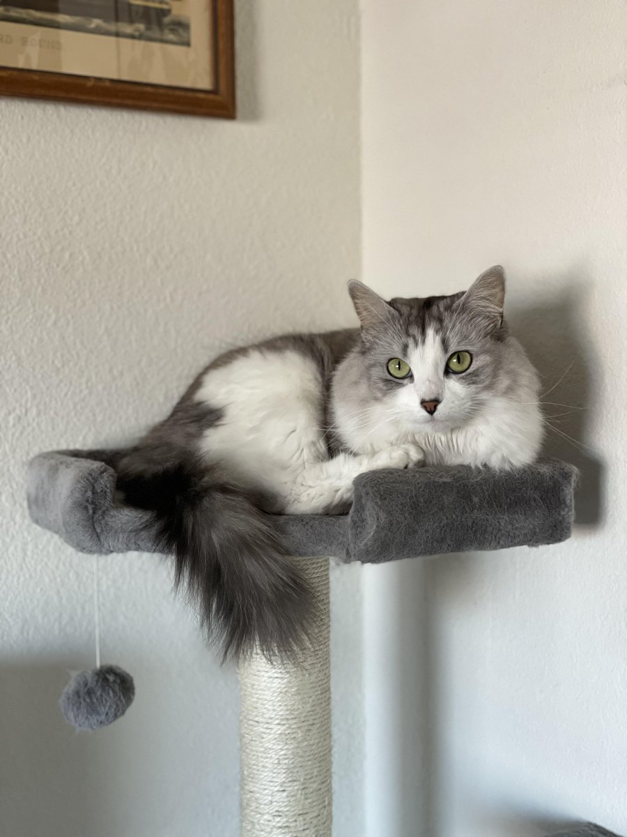 rogue_corq's tweet photo. #SuperModelCats https://t.co/Pa3DYuHvRZ