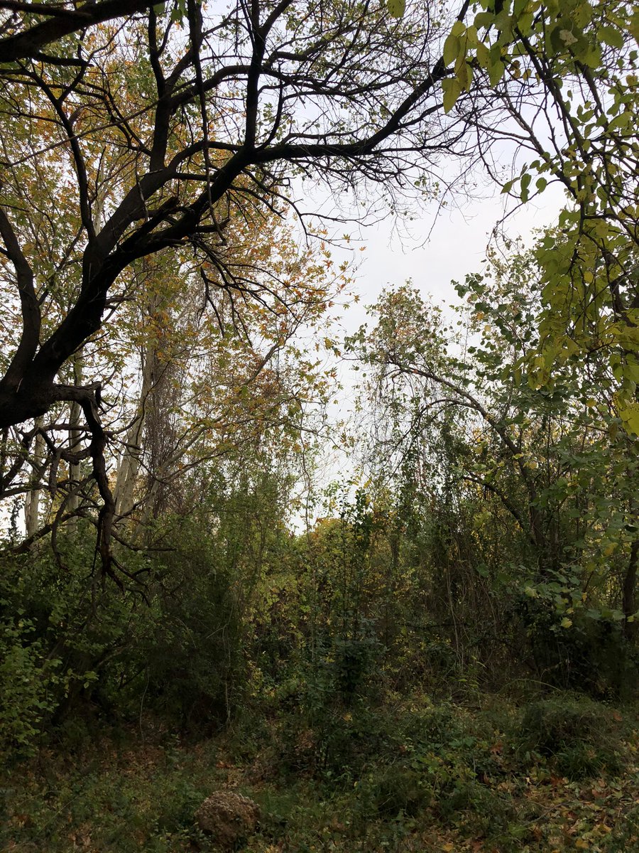 Narnia🧚🏻‍♀️
