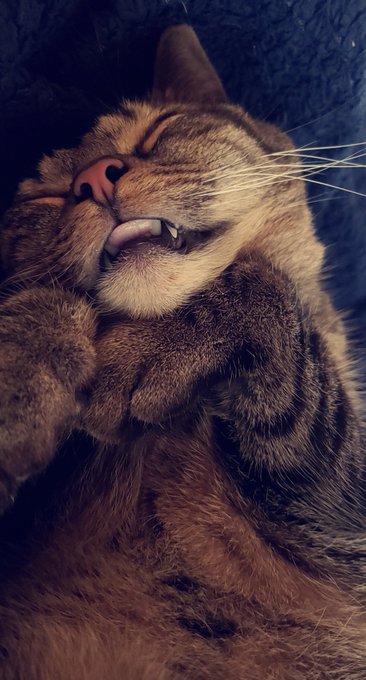 My Cat is so cute 😍 https://t.co/ZNSgRAV8eT<a href="/tag/thankmas"class="tags"><span>#thankmas</span></a>